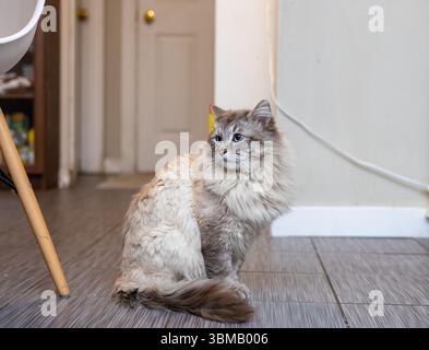 Cat Neva Masquerade. Stroking, sitting, lying down, yawning, looking up Stock Photo