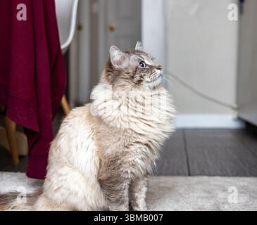 Cat Neva Masquerade. Stroking, sitting, lying down, yawning, looking up Stock Photo