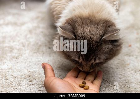 Cat Neva Masquerade. Stroking, sitting, lying down, yawning, looking up Stock Photo