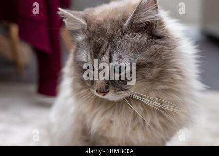 Cat Neva Masquerade. Stroking, sitting, lying down, yawning, looking up Stock Photo