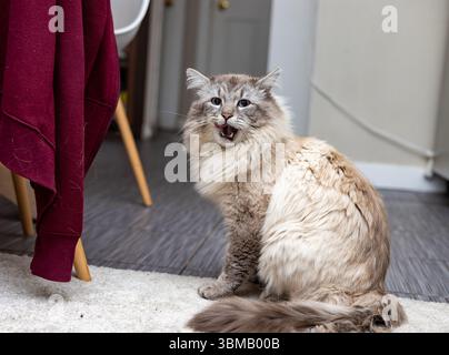 Cat Neva Masquerade. Stroking, sitting, lying down, yawning, looking up Stock Photo