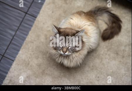 Cat Neva Masquerade. Stroking, sitting, lying down, yawning, looking up Stock Photo