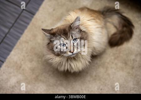 Cat Neva Masquerade. Stroking, sitting, lying down, yawning, looking up Stock Photo