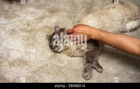 Cat Neva Masquerade. Stroking, sitting, lying down, yawning, looking up Stock Photo