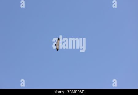 A lonely large eagle soaring in the blue sky. Stock Photo