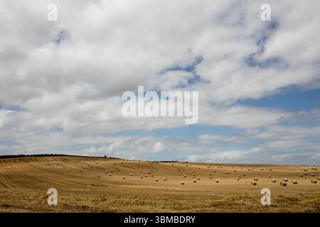 Harvested wheat field is unfolding across hills in flat design with stubble rows, straw bales Stock Photo