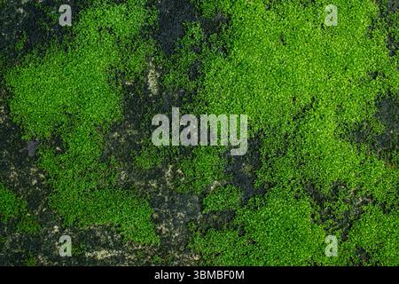 green moss on the stone Stock Photo