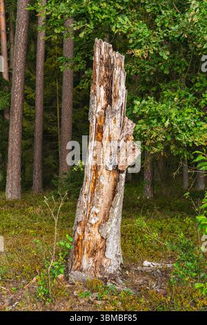Old trunk of a broken tree in the forest Stock Photo