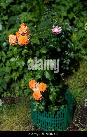 Vibrant Orange Cluster Roses Blooming In Decorative Pot Stock Photo