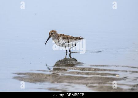 A small dunlin shorebird walks gracefully on the wet sand at the beach, searching for food as the tide ebbs and sunlight reflects off the water’s surf Stock Photo