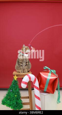 A chubby tabby cat is seated on a wooden stool against a red festive backdrop, wearing a red and green Christmas-themed collar with a Santa face. The Stock Photo