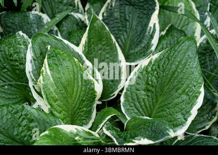 Variegated Hosta leaves with raindrops creating bold green and white garden texture Stock Photo