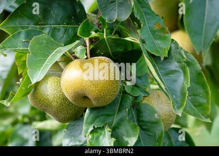 Pyrus pyrifolia Asian pear, Chinese pear, ripe fruit on the tree Stock Photo
