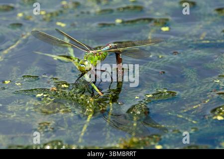 Female Emperor dragonfly, Anax imperator, (blue form) laying eggs on pond weed Stock Photo