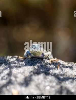 A lizard rests on a rugged rock in a sunlit forest. Its vibrant colors and intricate patterns are visible as it blends into the natural surroundings i Stock Photo
