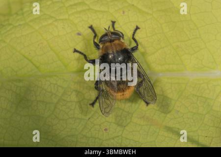 A bumblebee hoverfly (Volucella bombylans) sitting on a green leaf, its wings are visible, Baden-Wuerttemberg, Germany, Europe Stock Photo
