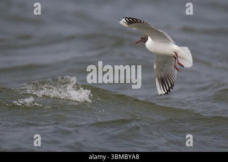 Black-headed gull (Chroicocephalus ridibundus) in summer plumage, flying above the sea surface, looking for small fish, near Hvide Sande, Ringkobing Stock Photo