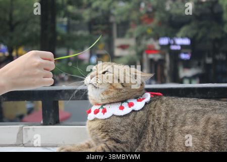 A chubby tabby cat lying on a balcony ledge while being teased with a green blade of grass by a human hand. Stock Photo