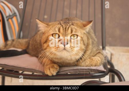 A golden-eyed tabby cat gazes intently into the camera while lying comfortably on a cushioned iron chair. Stock Photo