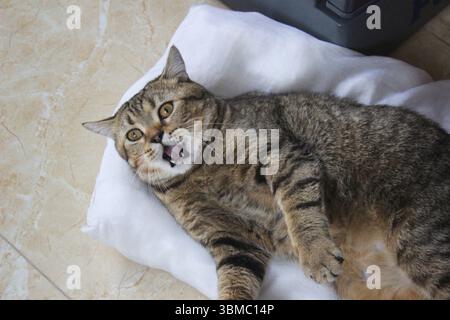 A surprised tabby cat lying sideways on a white pillow with its mouth open indoors. Stock Photo
