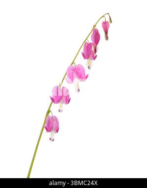 Raceme with pink pendant flowers of Lamprocapnos Spectabilis isolated on white background. Stock Photo