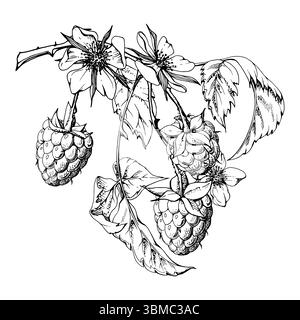 Raspberry berries leaves flowers on thorny spiked branch hand drawn in vector ink. Ripe dewberry mulberry loganberry tayberry. Isolated botanical Stock Vector