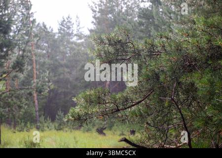 Pine forest on foggy summer morning after rain with drops on needles Stock Photo