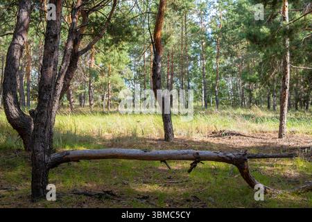 Old broken tree in pine forest, summer time Stock Photo