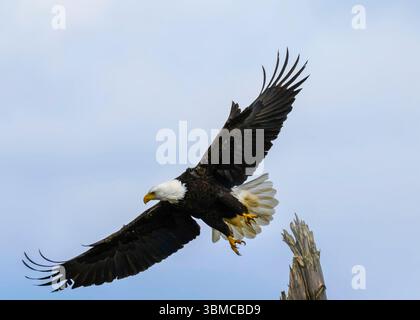 A bald eagle spreads its impressive wings while flying against a bright blue sky. The bird's striking black and white feathers stand out as it navigat Stock Photo