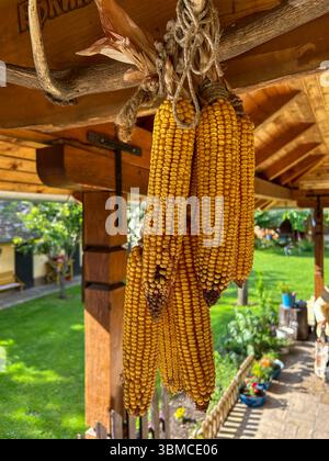 Close-up of dried corn cobs hanging on a rustic wooden porch, traditional countryside decoration with green garden in background. Stock Photo