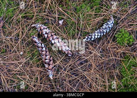 Pine cones lying on the ground in the forest, autumn forest, Bielefeld-Sennestadt, North Rhine-Westphalia, Germany, Europe Stock Photo