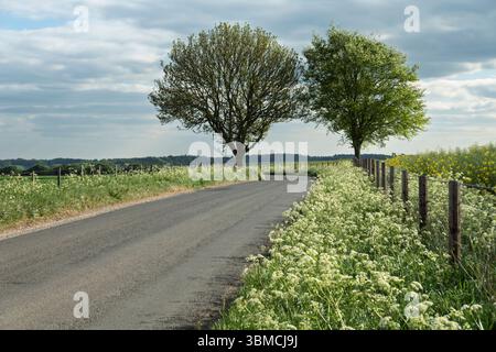 Country road passing between two trees with cow parsley lining verge, Bury Lane, near West Ilsley, Berkshire, England, United Kingdom, Europe Stock Photo