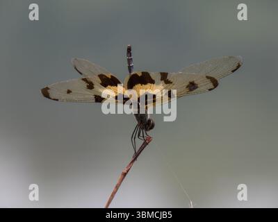 A nice dragonfly (halloween pennant) resting on a branch in the province of Chiang Rai, Thailand Stock Photo