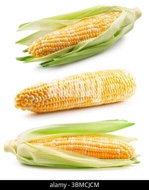 collection of corn cobs isolated on a white background. Stock Photo