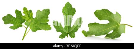 collection of fig green leaves isolated on a white background. Stock Photo