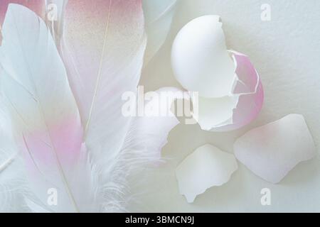 Soft pink feathers and eggshells on white background Stock Photo