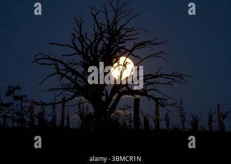 All Hallows Full Moon Tree:Winter In Between Craven Arms & Church Stretton, South Shropshire, West Midlands England UK Stock Photo
