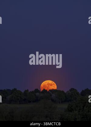 Full moon rises behind trees, Braunschweig, Lower Saxony, Germany, Europe Stock Photo