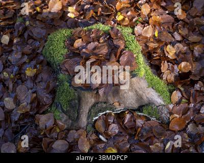 Beech leaves lying on a moss-covered tree stump in autumn, Vessertal, Thuringian Forest, Thuringia, Germany, Europe Stock Photo