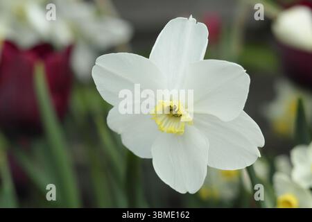 Narcissus Polar Ice. Daffodil Polar Ice, small cupped daffodil flowering in April . UK Stock Photo