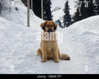 A large, fluffy dog sits patiently in the snow on a mountain track near Almaty in Kazakhstan Stock Photo