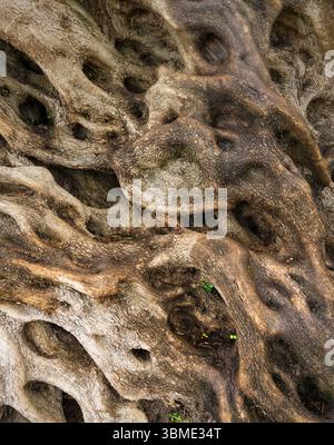 Tree bark close-up of Ancient Mitera Olive Tree in Corfu island Stock Photo