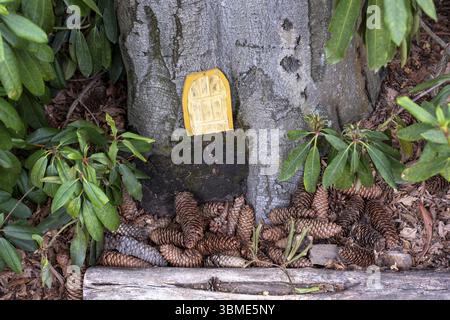 Pine cones lying in front of a tree trunk with a small wooden door screwed on, Rhododendron Park, Kromlau, Saxony, Germany, Europe Stock Photo