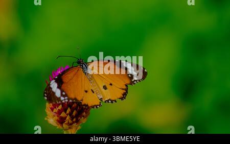Detailed view of a monarch butterfly (Danaus chrysippus) resting on a dried flower head against a clean, vivid green backdrop. The simplicity of the b Stock Photo