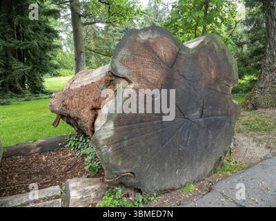 Cross-section of a felled giant sequoia (Sequoidandron giganteum), Giant sequoia, Arboretum, Mainau Island, Constance, Baden-Wuerttemberg, Germany, Eu Stock Photo
