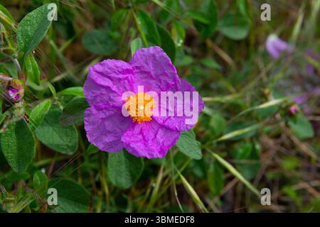 Flower of the Cistus plants (Cistus creticus) close-up on a sunny day. An endangered plant listed in the Red Book. Abkhazia Stock Photo