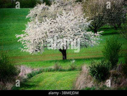 Spring scenic with a white  flowering cherry tree Stock Photo