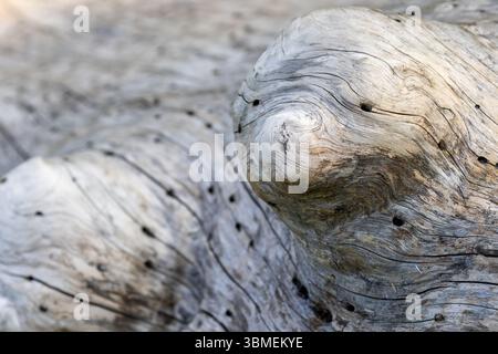 Wood texture closeup with insect holes background Stock Photo