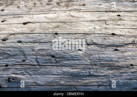 Wood texture closeup with insect holes background Stock Photo