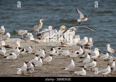 Birds diversity in protected area of Nida, Lithuania Stock Photo